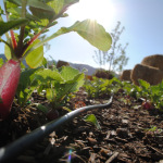 Healthy early season radishes growing at the Salida School Gardens.