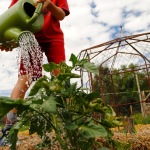 Watering the tomatoes at Farm Camp at Moonstone Farm.