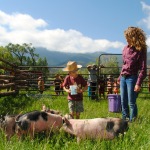 Feeding the pigs during chores at Ranch Camp.