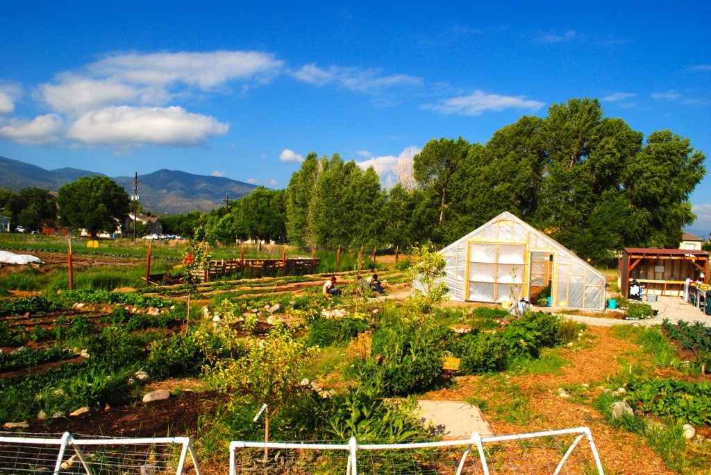 The Salida School Gardens in full summer glory.