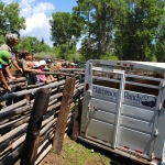 Farmhands watch as Hutchinson Ranch cows are loaded to take to graze in the high country.