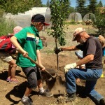 Farmhands planting trees at the Morgan Center