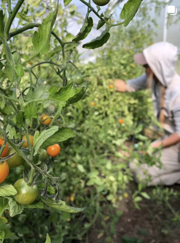 Guidestone Community Food Production