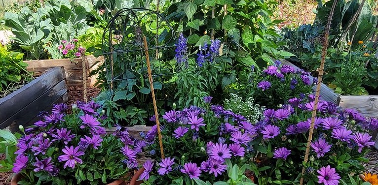 community garden purple flowers